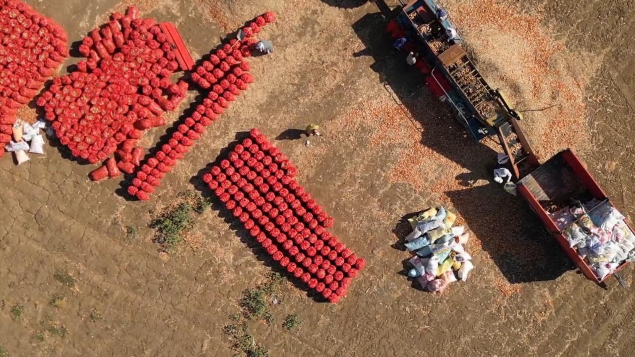 Bu soğan 3 yılda sofraya geliyor! Aroması bambaşka, susuz yerde yetişiyor