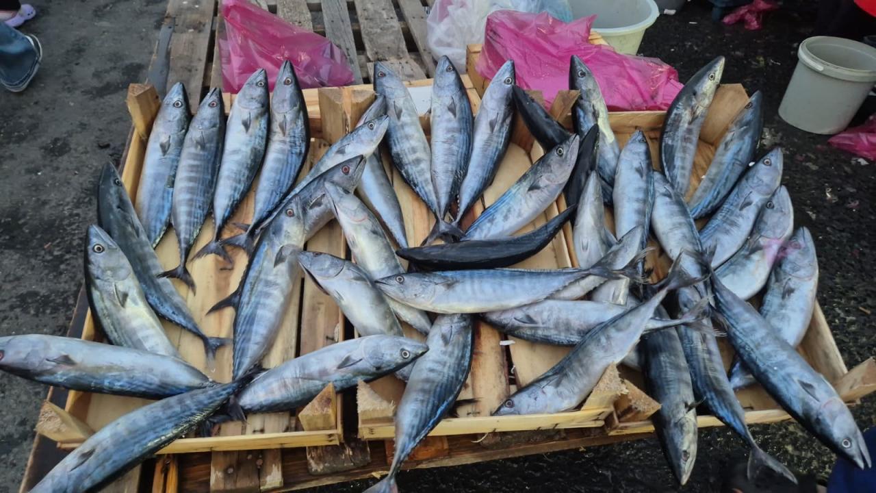 Kahvaltı parasına palamut! Fiyatı gören resmen akın etti