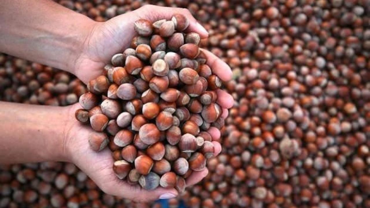 Fındık ihracatı kasayı doldurdu!