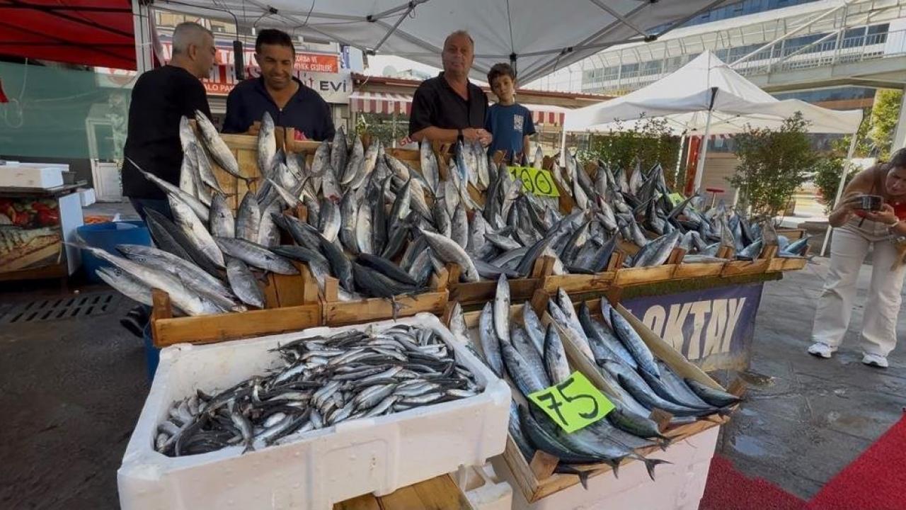 Palamut sezonu başladı: Tanesi 100 TL!