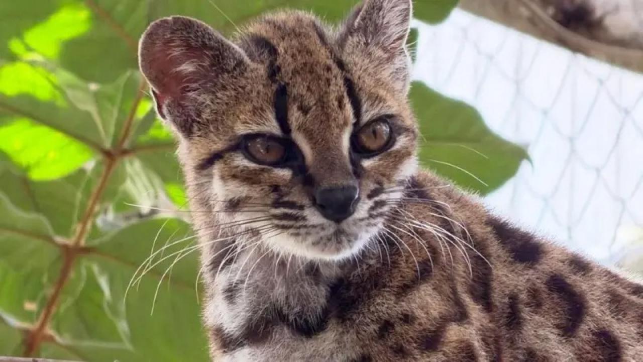 Yeni bir kedi türü keşfedildi