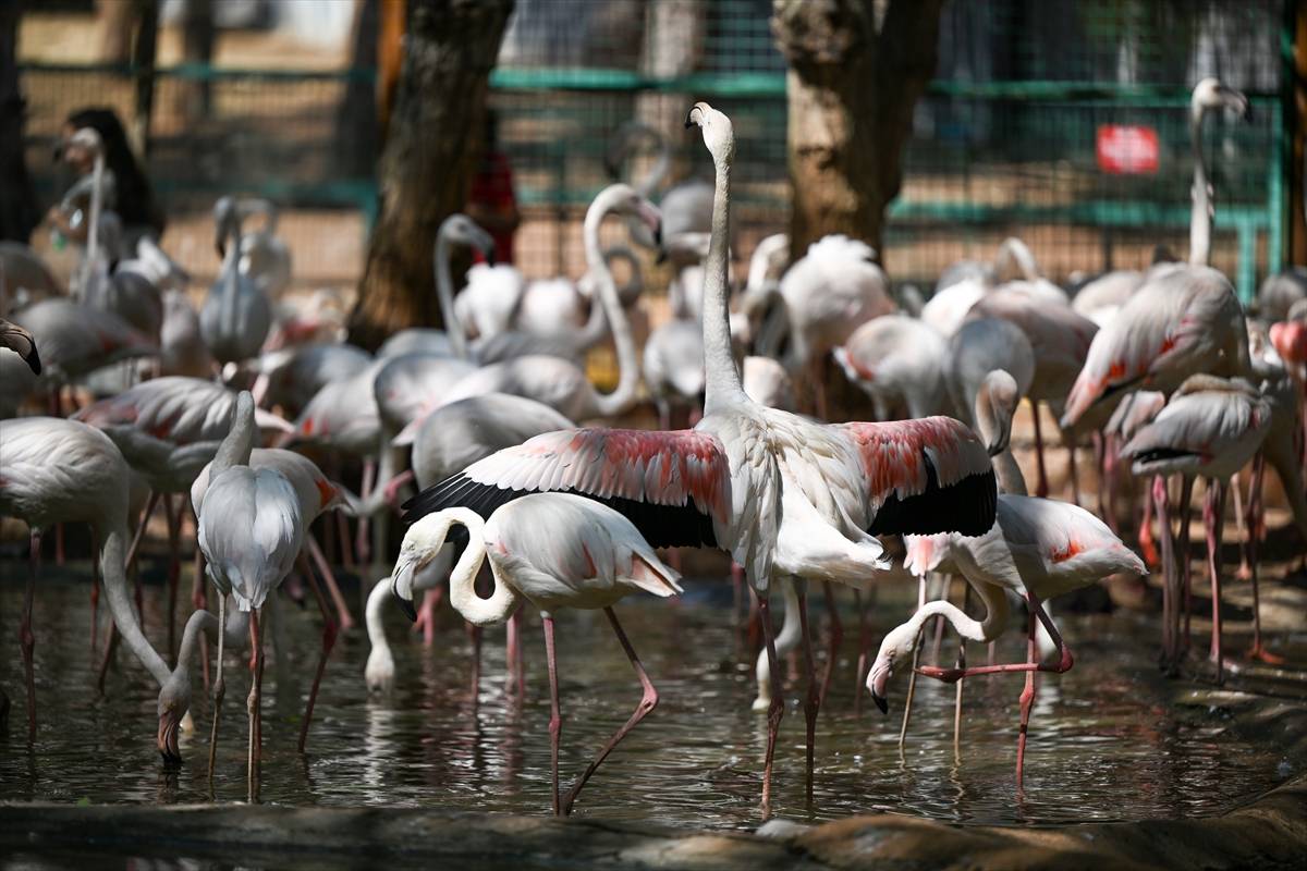 Gaziantep’teki Flamingo Adası büyüyor: Sayıları 52’ye ulaştı