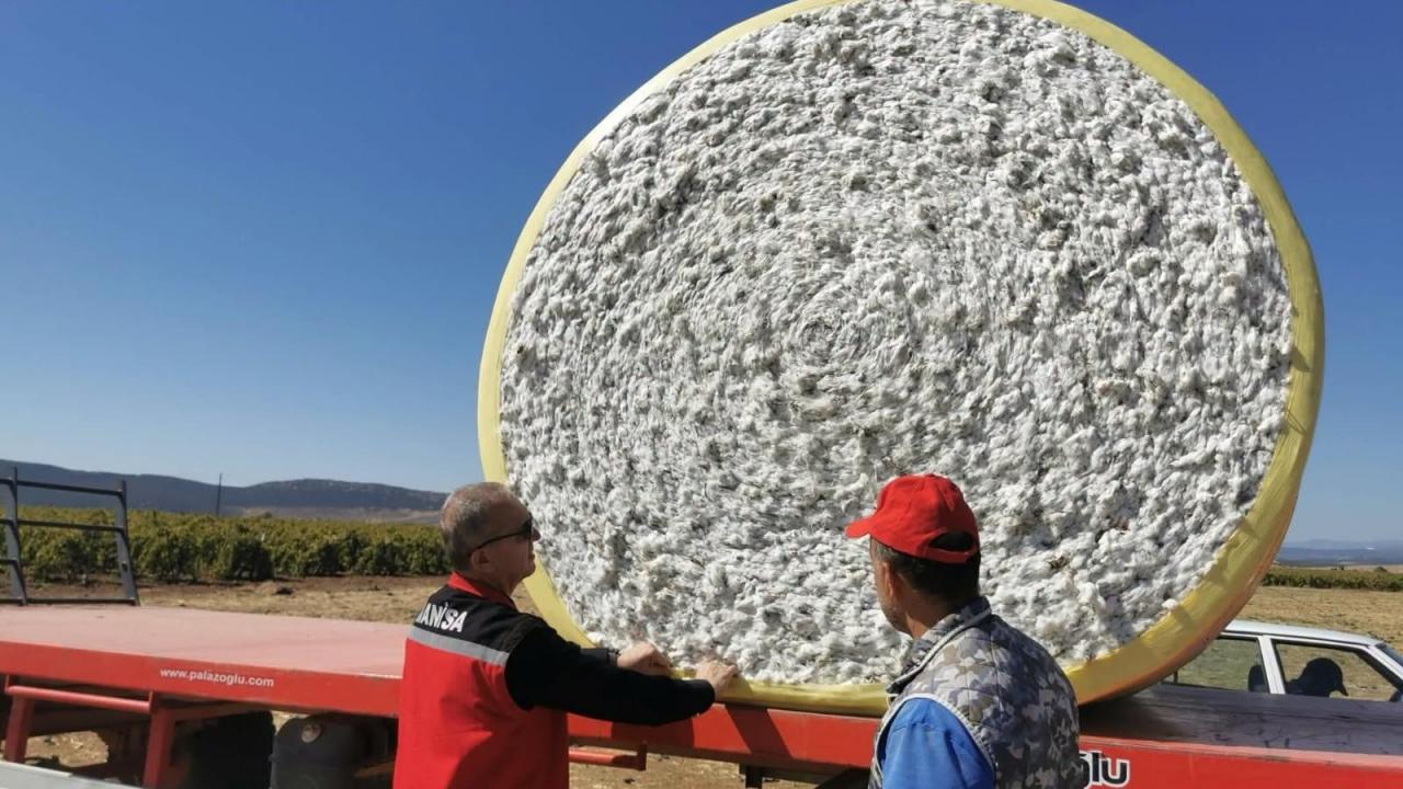 Manisa'da pamuk üreticisinin hasat heyecanı başladı! Tarlalarda yoğun mesai