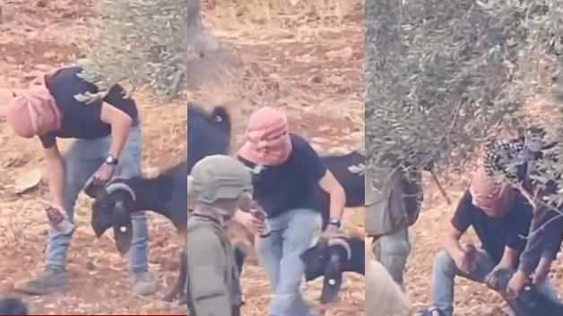 İsrail askerinin gözetiminde Filistinlilerin hayvanlarını zehirlediler
