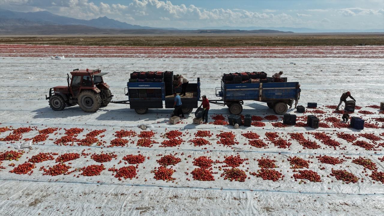 Şanlıurfa ve İzmir’i solladılar: 8 günde kurutuluyor 20 ülkeye ihraç ediliyor