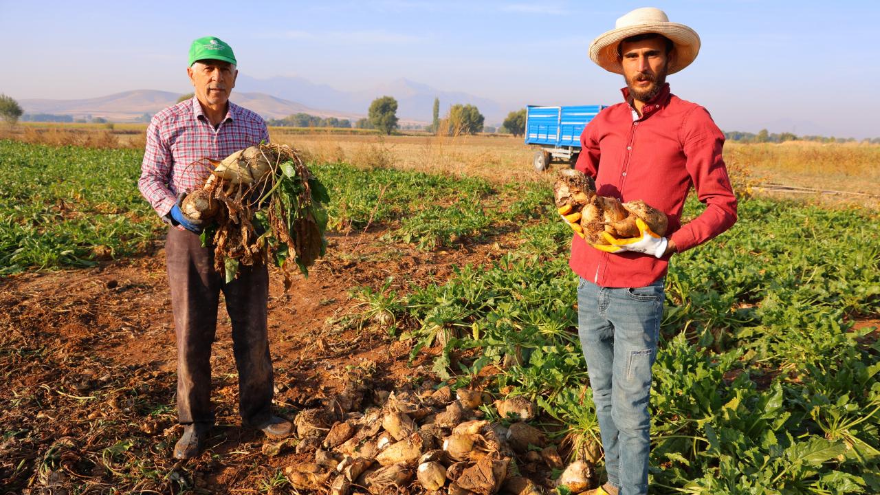 Tarlalarda tarihi rekor! Rekolte 500 bin ton: Gece gündüz çalışıyorlar