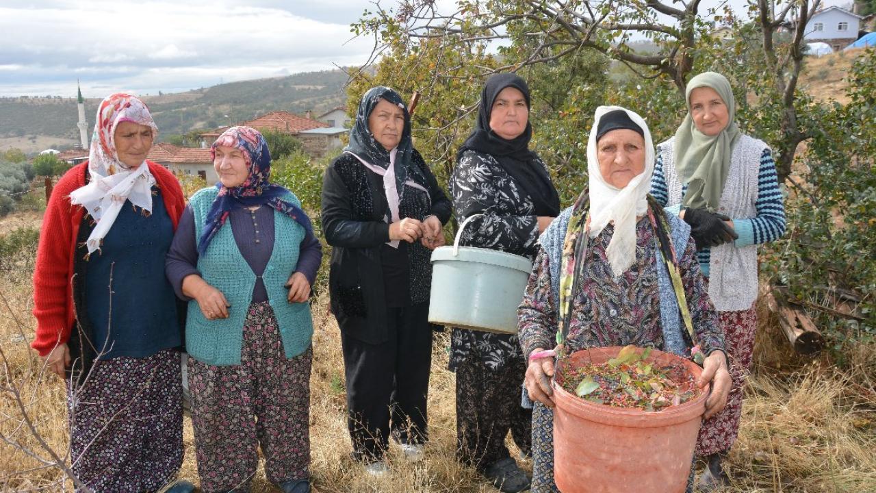 Kadınların gelir kaynağı oldu! Dağlardan toplayıp ilaç ve kozmetik devlerine satıyorlar