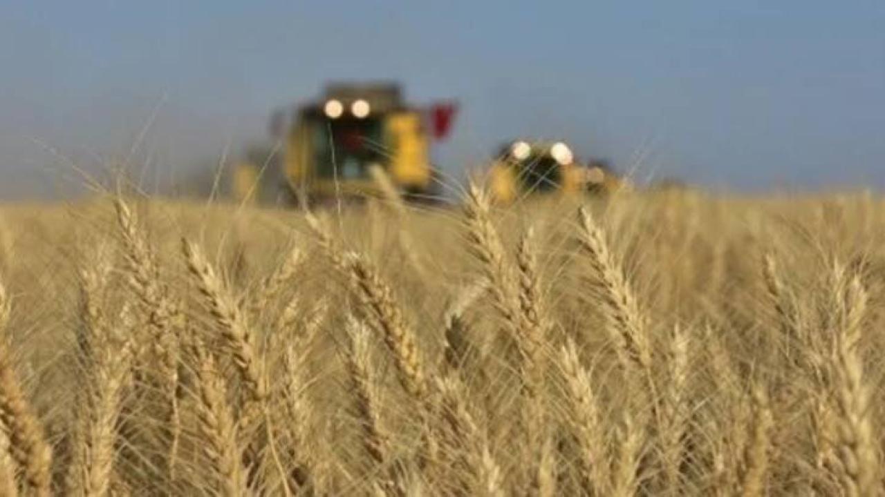 TİGEM 2 bin 906 ton mahsul buğday satacak